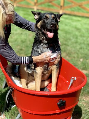 Banho de reforço para cães 