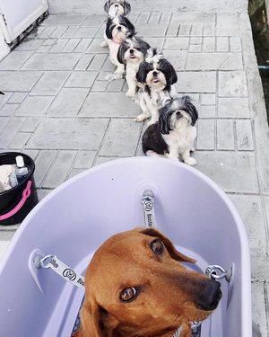 Banho de reforço para cães 