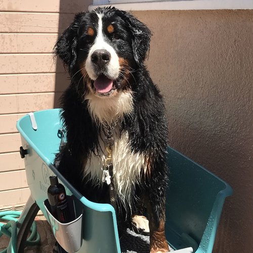 Banho de reforço para cães 