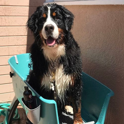 Banho de reforço para cães 