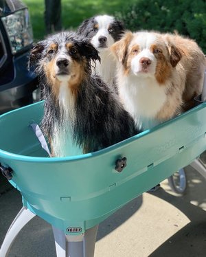 Banho de reforço para cães 