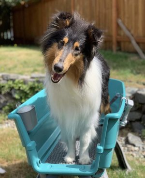 Banho de reforço para cães 